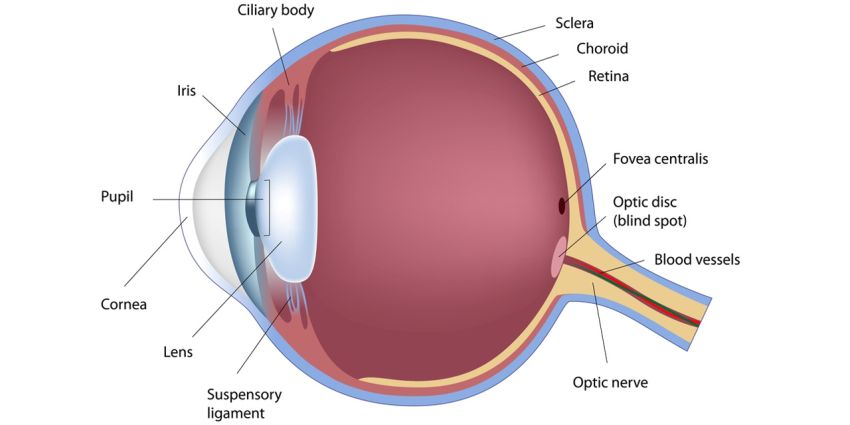 göz anatomisi