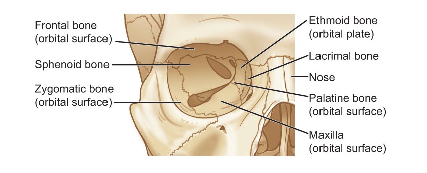 orbita anatomisi nedir