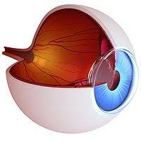 retina gözün neresindedir